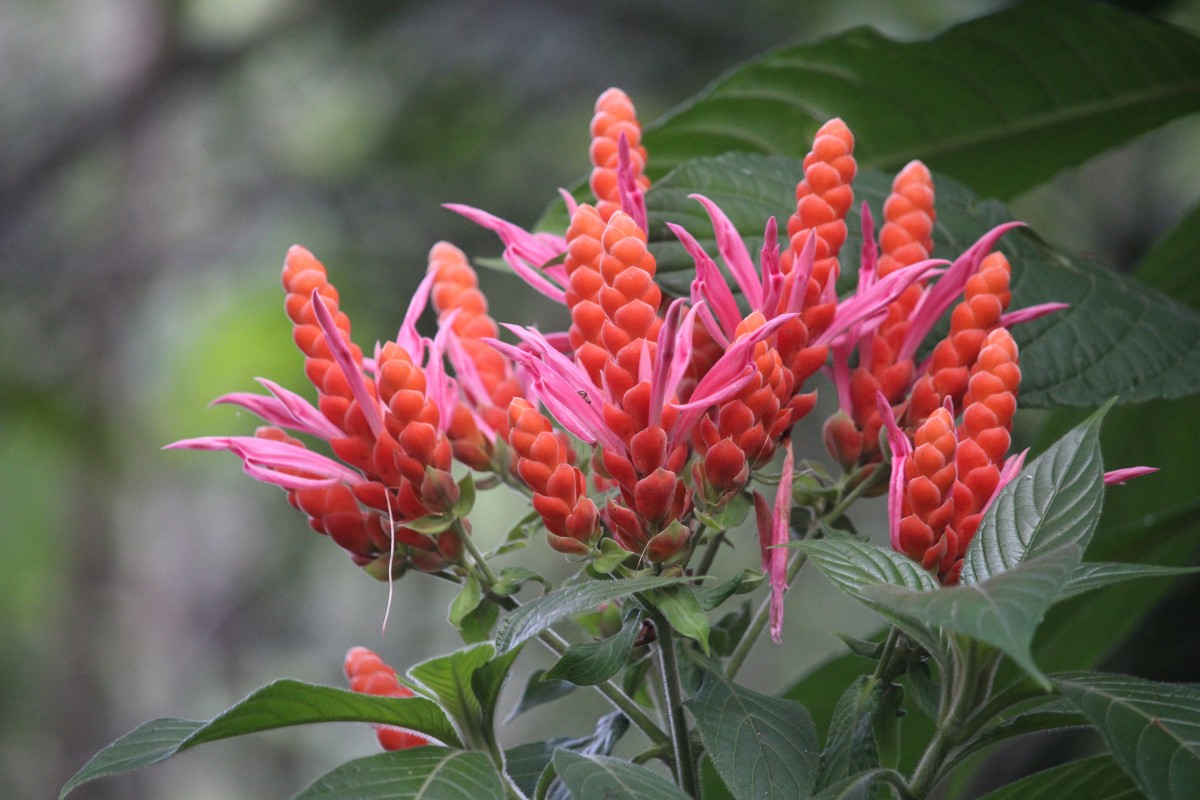 Aphelandra sinclairiana Nees